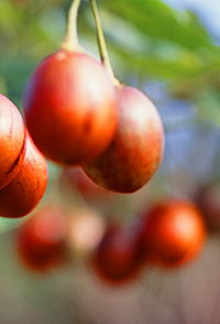 Tropical Fruit World - Redcliffe Tourism 0