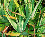 Tropical Fruit World - Redcliffe Tourism 1