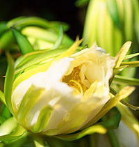 Tropical Fruit World - Redcliffe Tourism 2