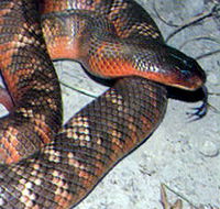 Armadale Reptile  Wildlife Centre - Redcliffe Tourism