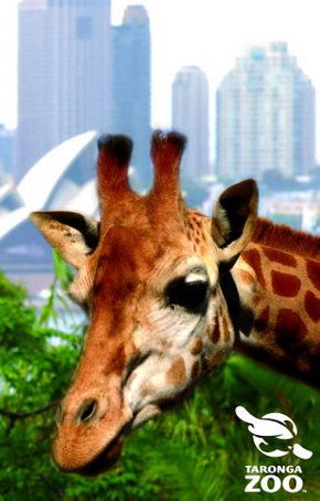 Taronga Zoo - Redcliffe Tourism 3