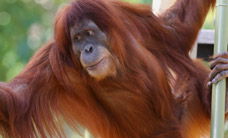 Melbourne Zoo - Redcliffe Tourism 1