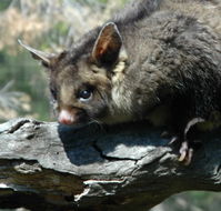 Moonlit Sanctuary Wildlife Conservation Park - Redcliffe Tourism