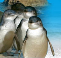 Phillip Island Penguin Parade - Redcliffe Tourism