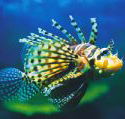 Underwater World - Redcliffe Tourism