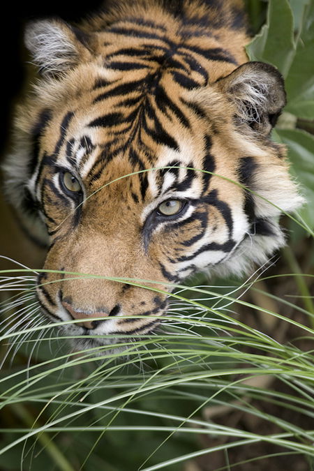 Adelaide Zoo - Redcliffe Tourism 1