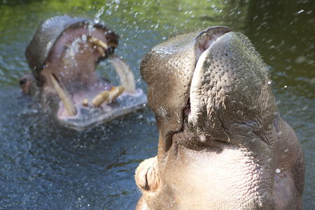 Adelaide Zoo - Redcliffe Tourism 2