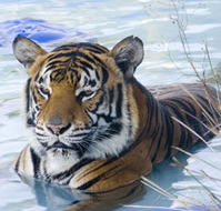 Zoo Doo Wildlife Park - Redcliffe Tourism