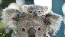  Redcliffe Tourism