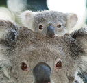 Billabong Koala and Wildlife Park - Redcliffe Tourism