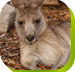 Calmsley Hill City Farm - Redcliffe Tourism