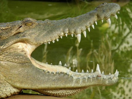 Dundee's Wildlife Park - Redcliffe Tourism 1