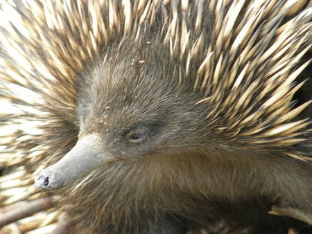 Dundee's Wildlife Park - Redcliffe Tourism 3