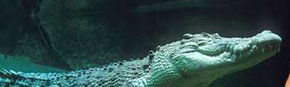 Territory Wildlife Park - Redcliffe Tourism 3