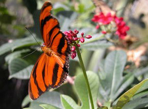 Butterfly Farm - Redcliffe Tourism 0