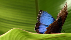 Butterfly Farm - Redcliffe Tourism 3