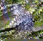 Koala Conservation Centre - Redcliffe Tourism