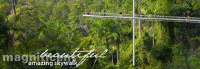 Rainforest Skywalk - Redcliffe Tourism 2