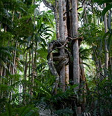 Rainforest Skywalk - Redcliffe Tourism 3