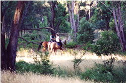 High Country Horses - Redcliffe Tourism 1