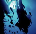 Scuba World - Redcliffe Tourism