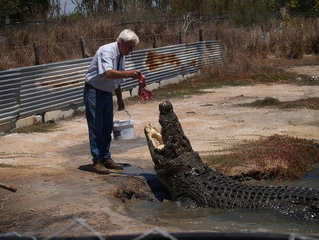 Koorana Saltwater Crocodile Farm - Redcliffe Tourism 1