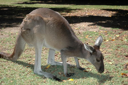 Bunbury Wildlife Park - Redcliffe Tourism 1