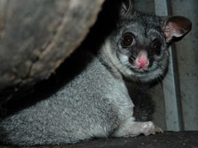 Bunbury Wildlife Park - Redcliffe Tourism 2