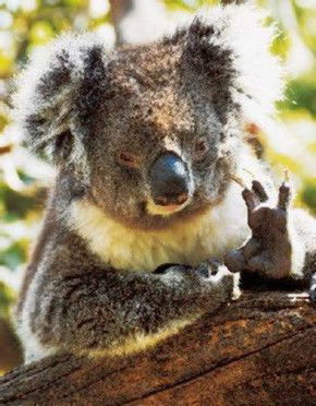 Gorge Wildlife Park - Redcliffe Tourism 0