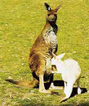 Gorge Wildlife Park - Redcliffe Tourism 1