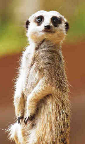Gorge Wildlife Park - Redcliffe Tourism 2