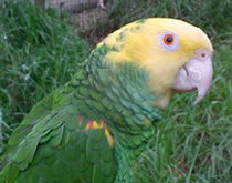 Gorge Wildlife Park - Redcliffe Tourism 3