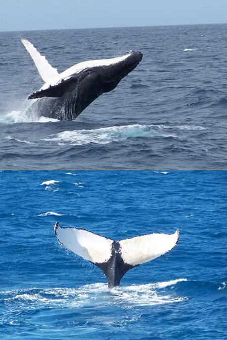 Mills Charters Fishing And Whale Watch Cruises - Redcliffe Tourism 3