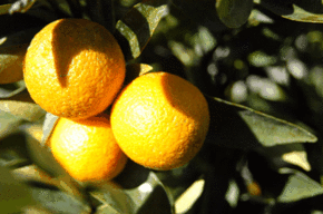 Kinloch Wines - Redcliffe Tourism 1