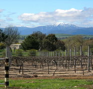 Buller View Wines - Redcliffe Tourism