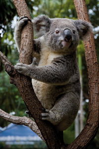 Currumbin Wildlife Sanctuary - Redcliffe Tourism 1