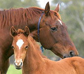 Blue Gum Farm - Redcliffe Tourism 0
