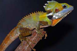 Cool Companions - Redcliffe Tourism 2