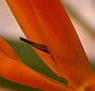 Zen Day Spa - Redcliffe Tourism