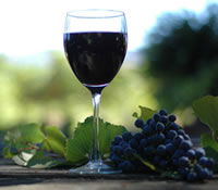 Lion Mill Vineyards - Redcliffe Tourism 0