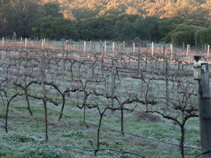 Lion Mill Vineyards - Redcliffe Tourism 1