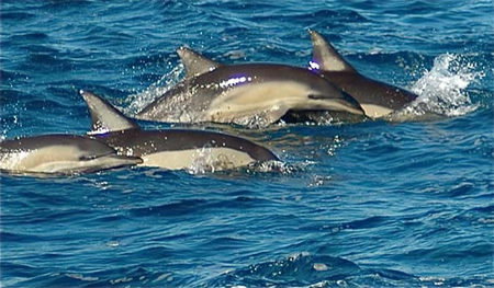 Dolphin Swim Australia - Redcliffe Tourism 0