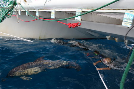 Dolphin Swim Australia - Redcliffe Tourism 1
