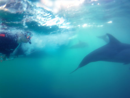 Dolphin Swim Australia - Redcliffe Tourism 2
