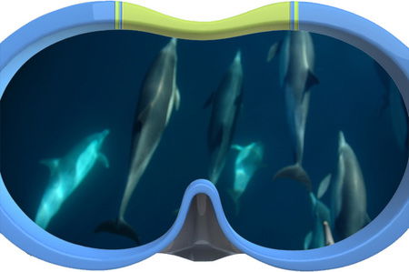 Dolphin Swim Australia - Redcliffe Tourism 3