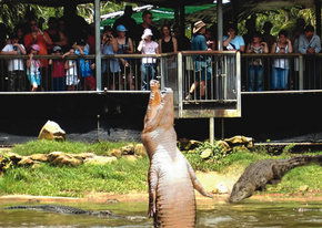Crocodylus Park - Redcliffe Tourism 2