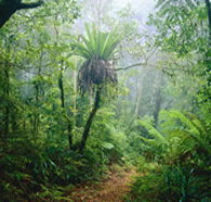 Lamington National Park and OReillys - Redcliffe Tourism