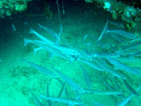 Underwater Sports Diving Centre - Redcliffe Tourism 1