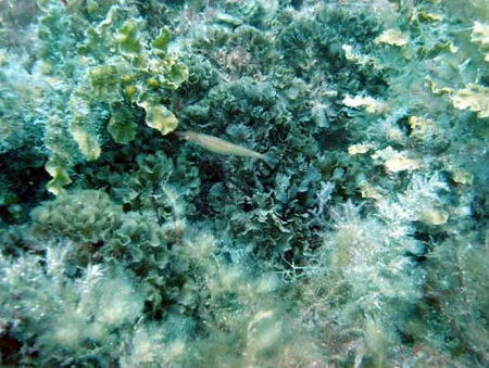 Underwater Sports Diving Centre - Redcliffe Tourism 3