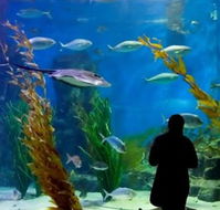 Melbourne Aquarium - Redcliffe Tourism